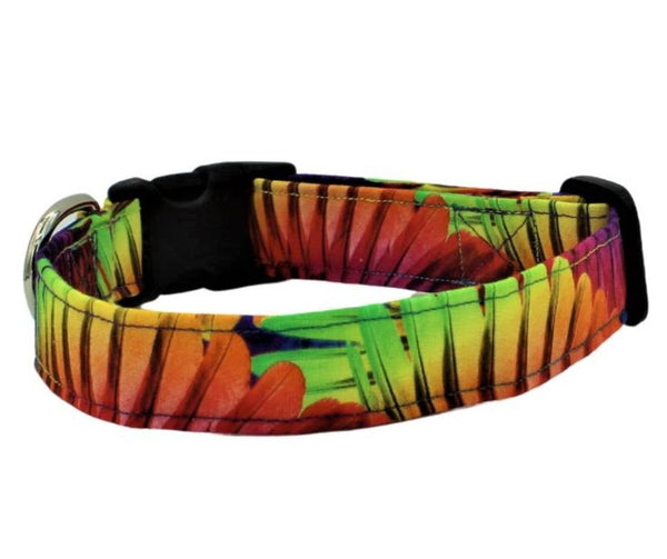 Multi Colored Feathers Dog Collar