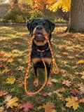 Phoenix Dog Leash/Lead